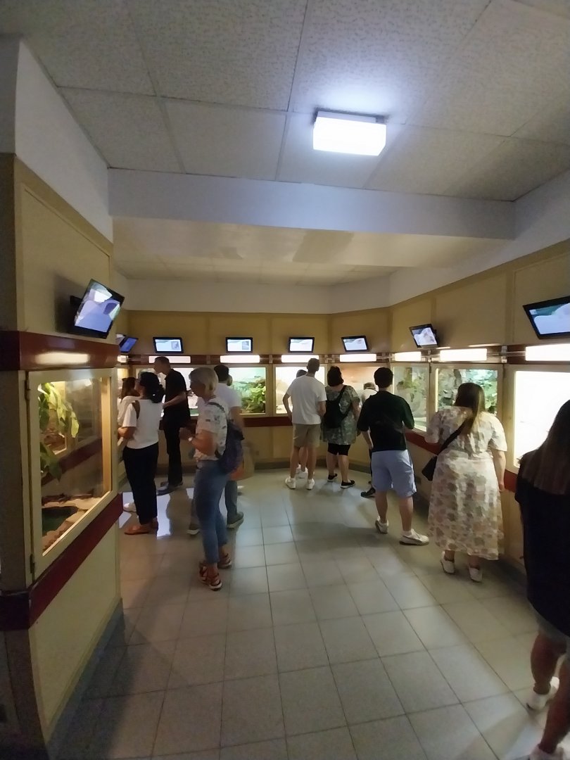 Haus des Meeres - Hall for venomous snakes