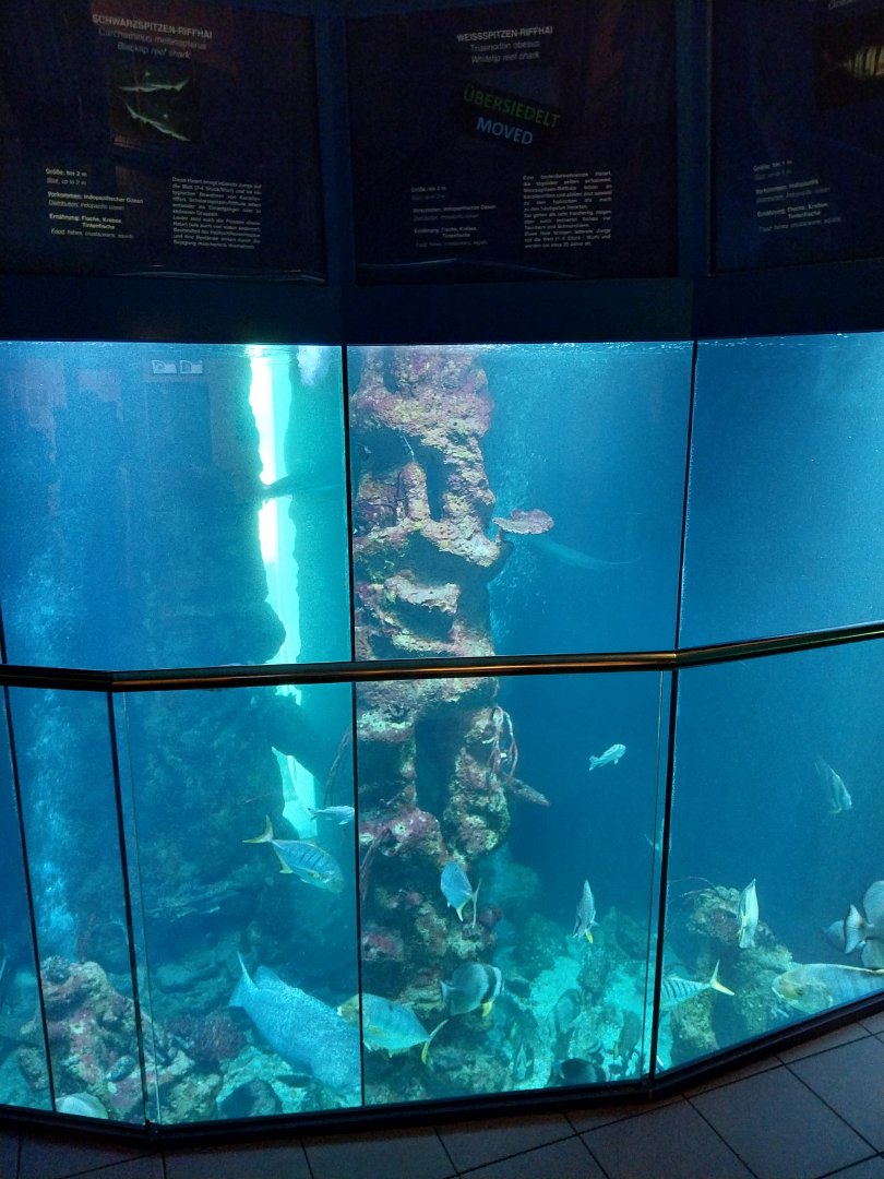 Haus des Meeres - Hans und Lotte Hass Shark Tank