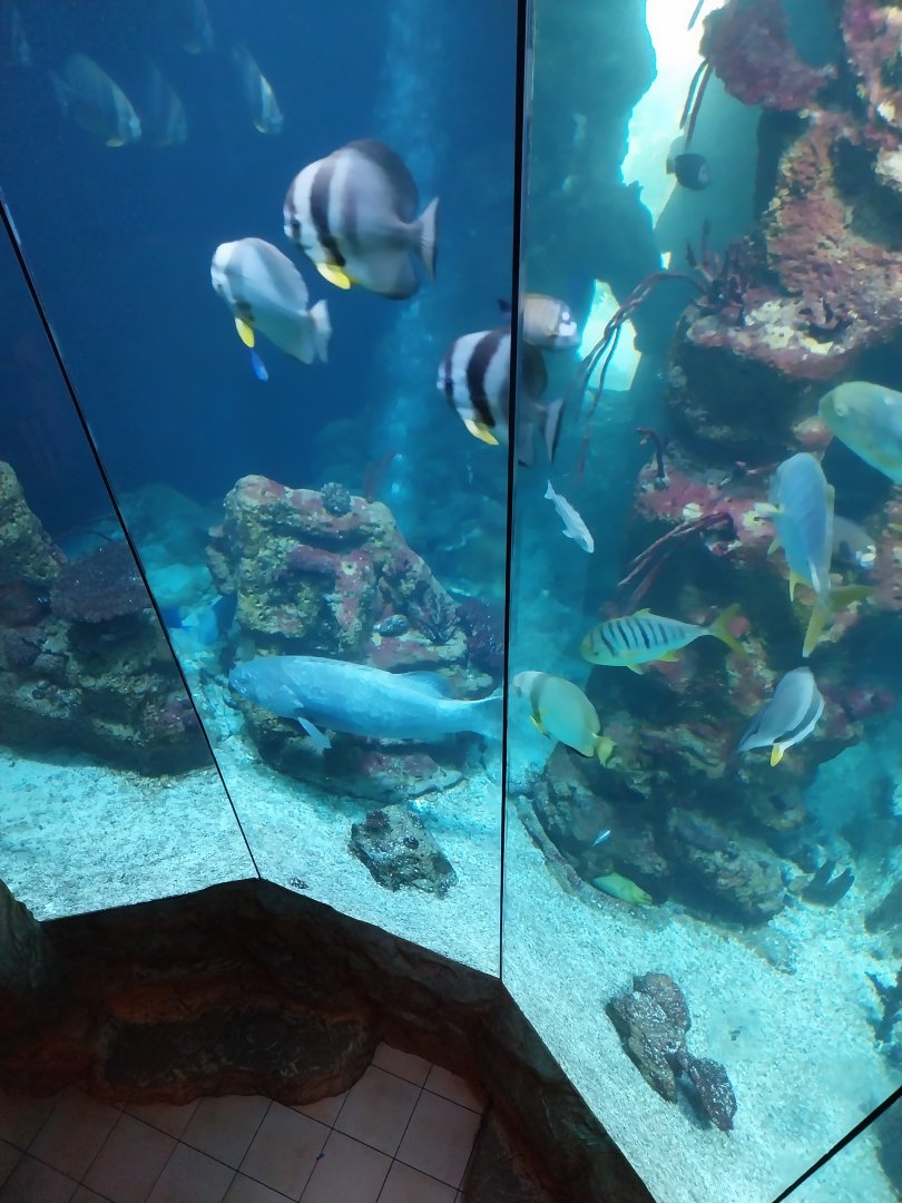 Haus des Meeres - Hans und Lotte Hass Shark Tank