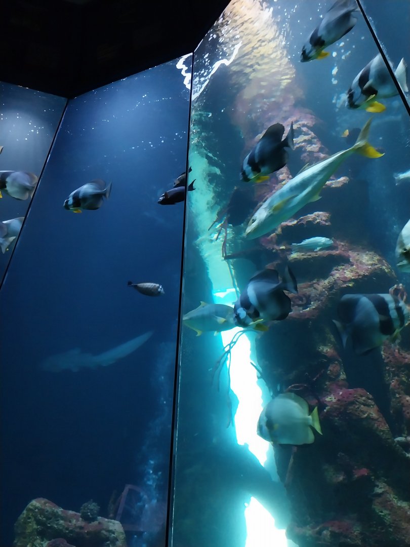 Haus des Meeres - Hans und Lotte Hass Shark Tank