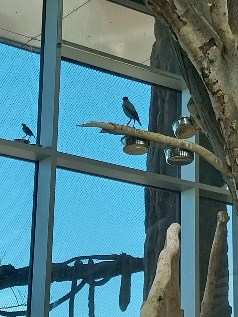 Haus des Meeres - Komodo dragon enclosure - Bank myna (Acridotheres ginginianus)