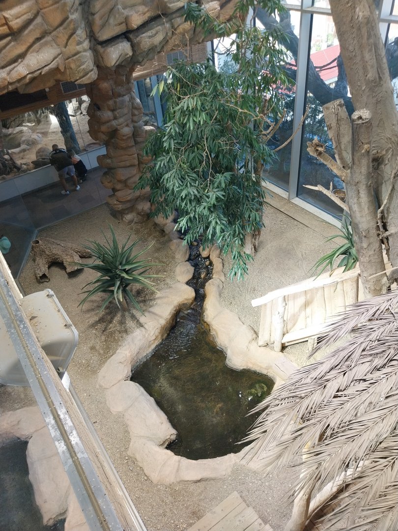 Haus des Meeres - Komodo dragon enclosure
