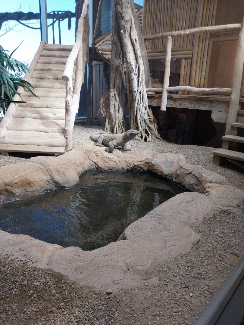 Haus des Meeres - Komodo dragon enclosure