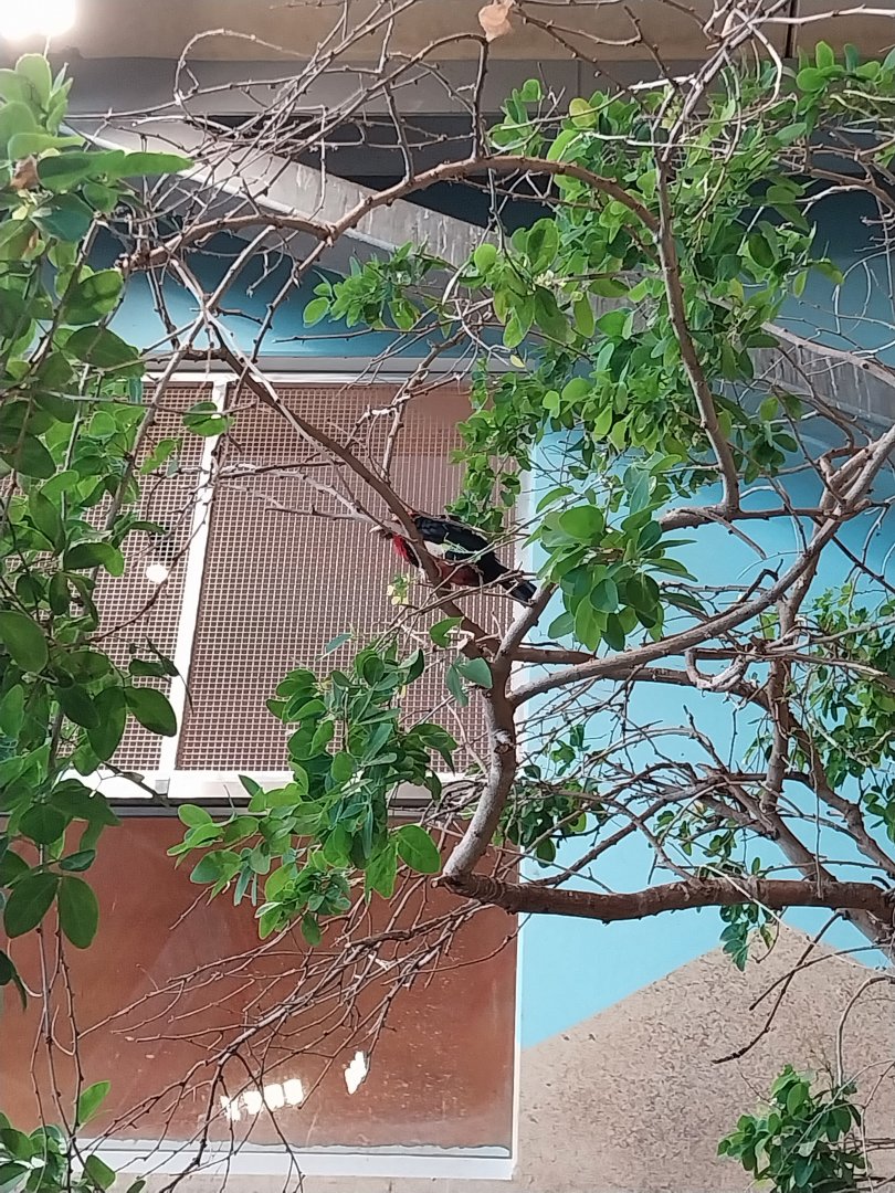 Haus des Meeres - Kroki park - Bearded barbet (Lybius dubius)