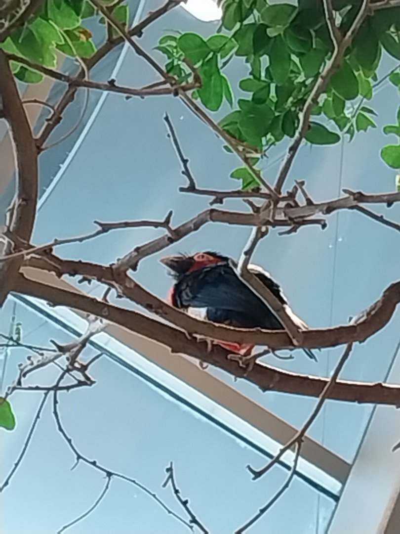 Haus des Meeres - Kroki park - Bearded barbet (Lybius dubius)