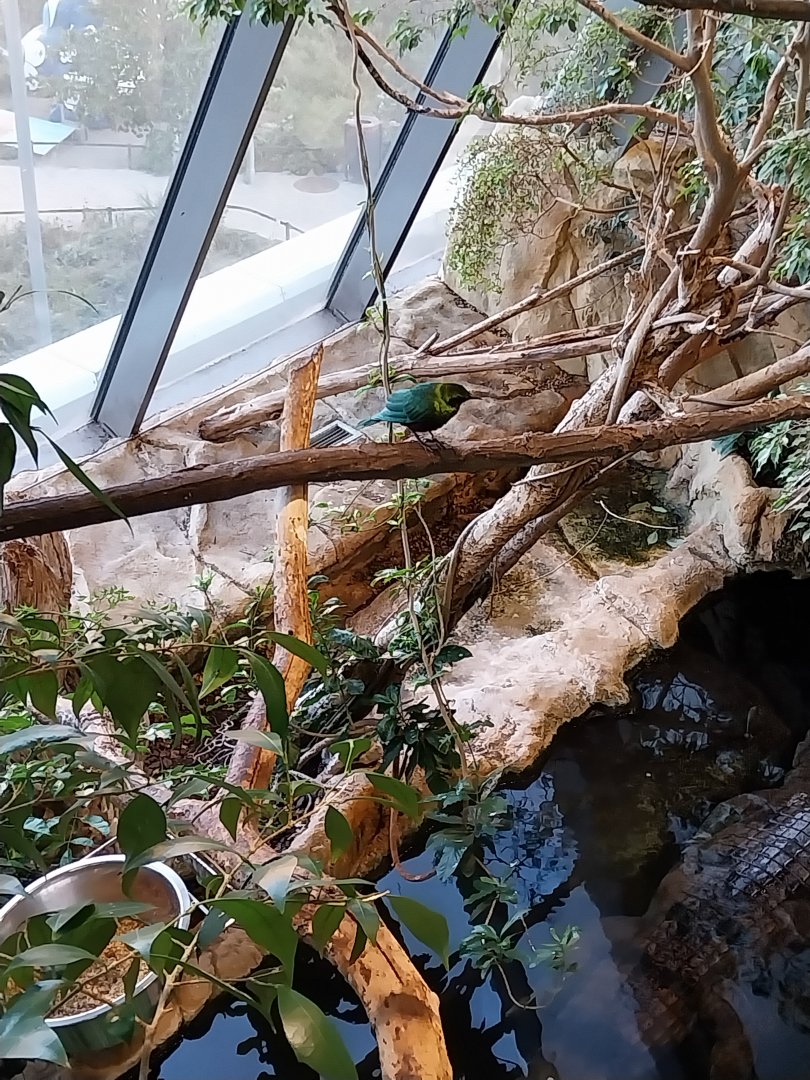 Haus des Meeres - Kroki park - Emerald starling (Lamprotornis iris)