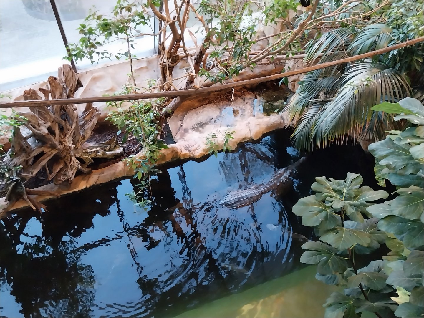Haus des Meeres - Kroki park - False gharial (Tomistoma schlegelii)