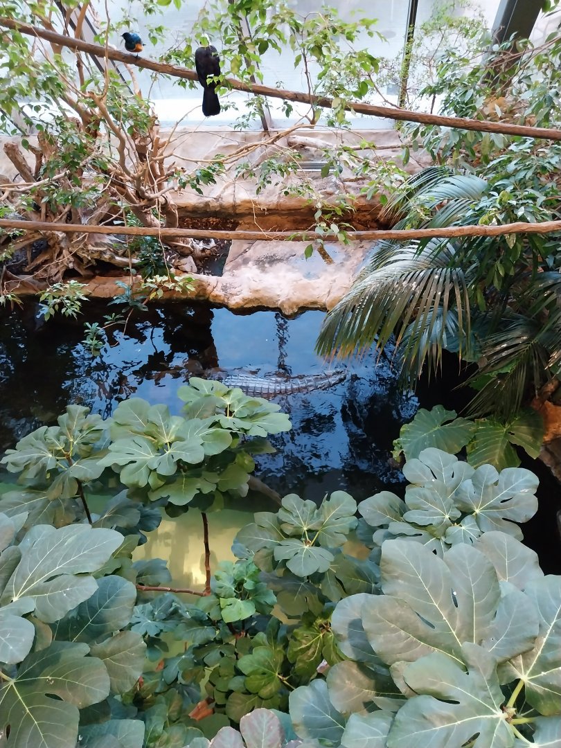 Haus des Meeres - Kroki park - Superb starling (Lamprotornis superbus) and white-crested turaco (Tauraco leucolophus)