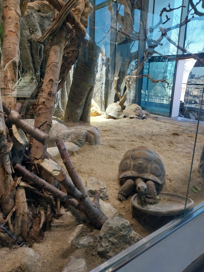 Haus des Meeres - Ringtailed maki enclosure