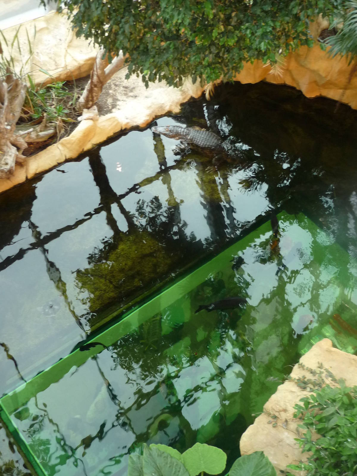 Haus des Meeres Vienna New Caiman Exhibit