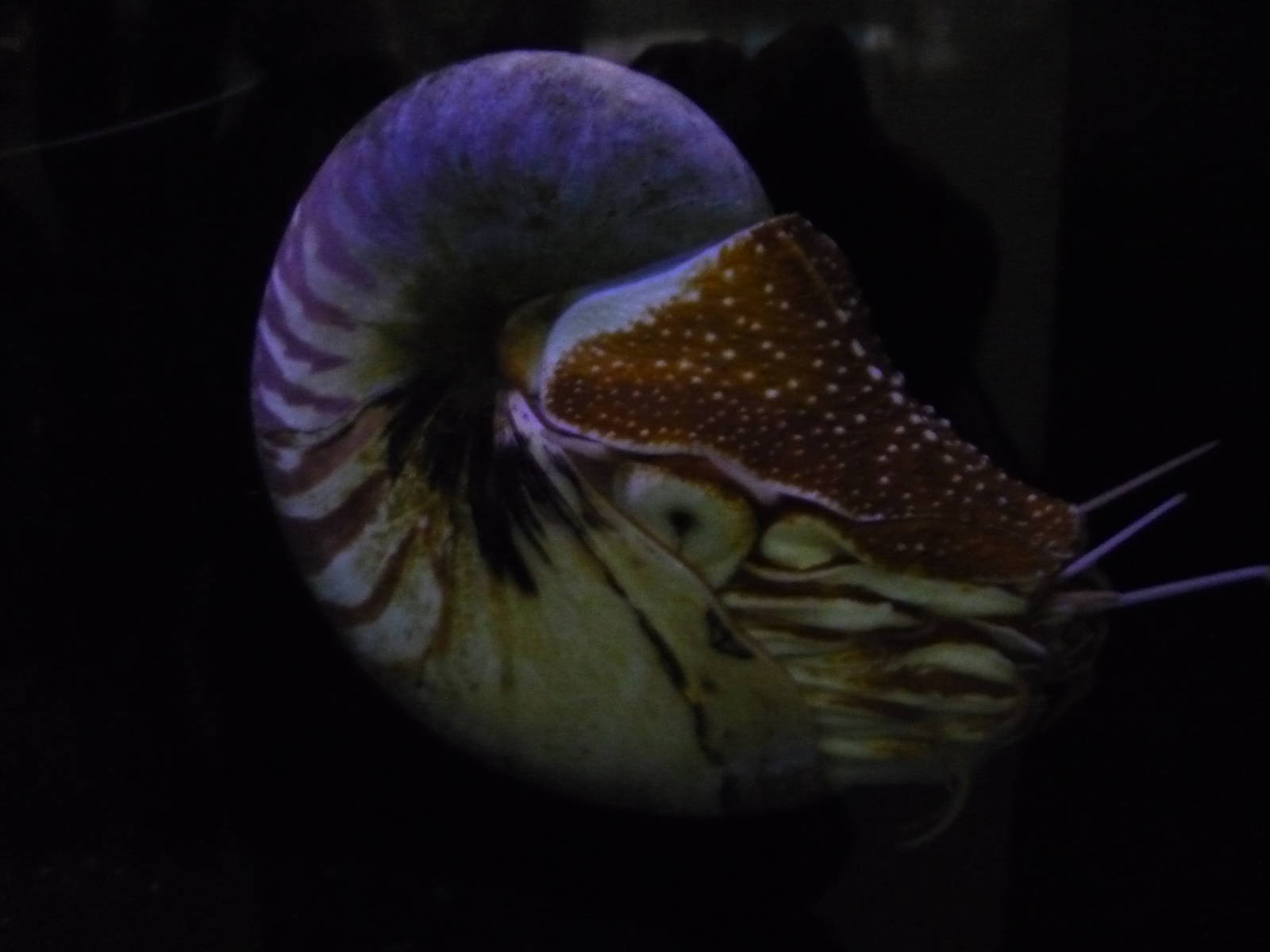 Haus des Meeres, Vienna