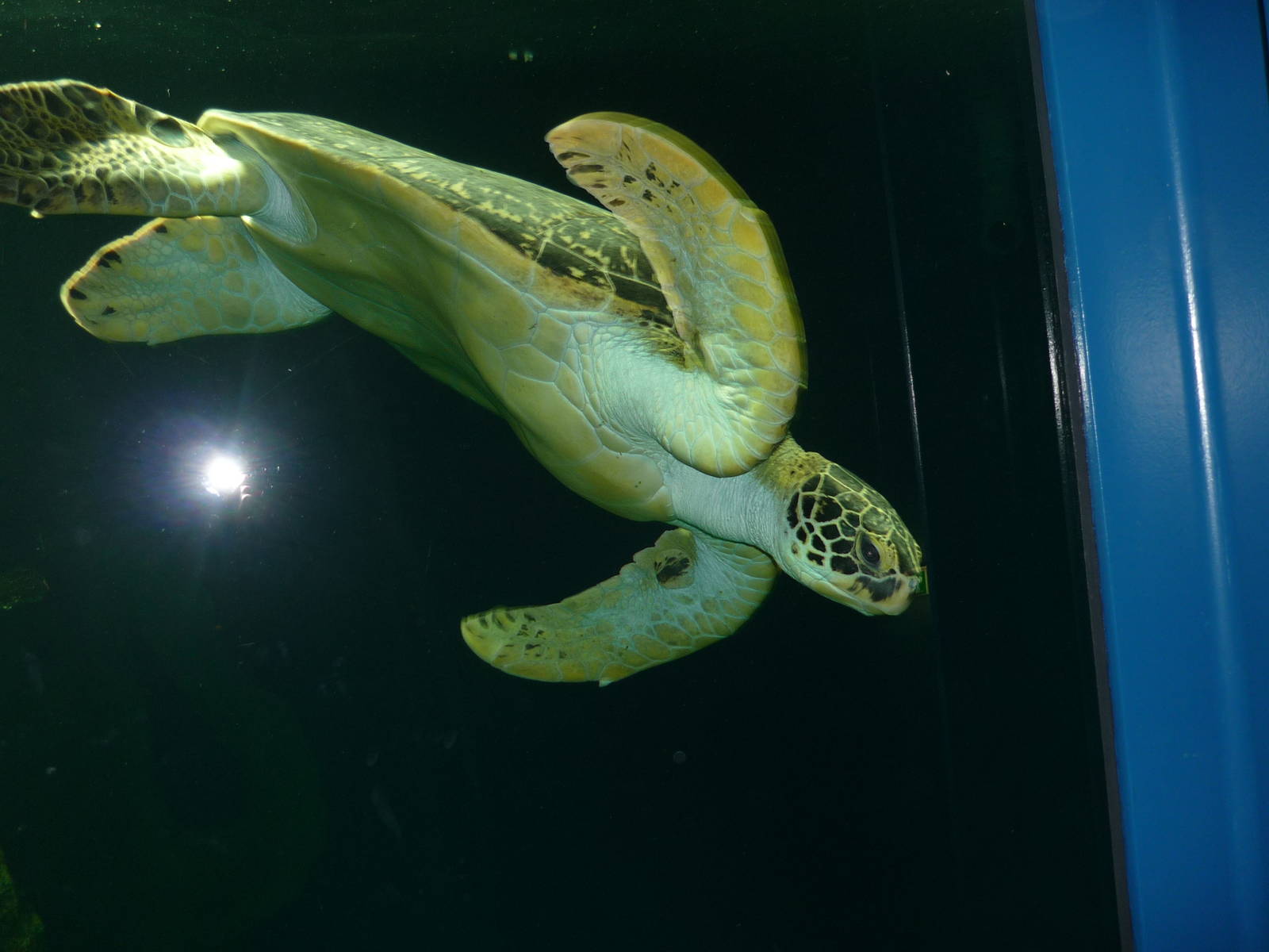 Haus des Meeres, Vienna