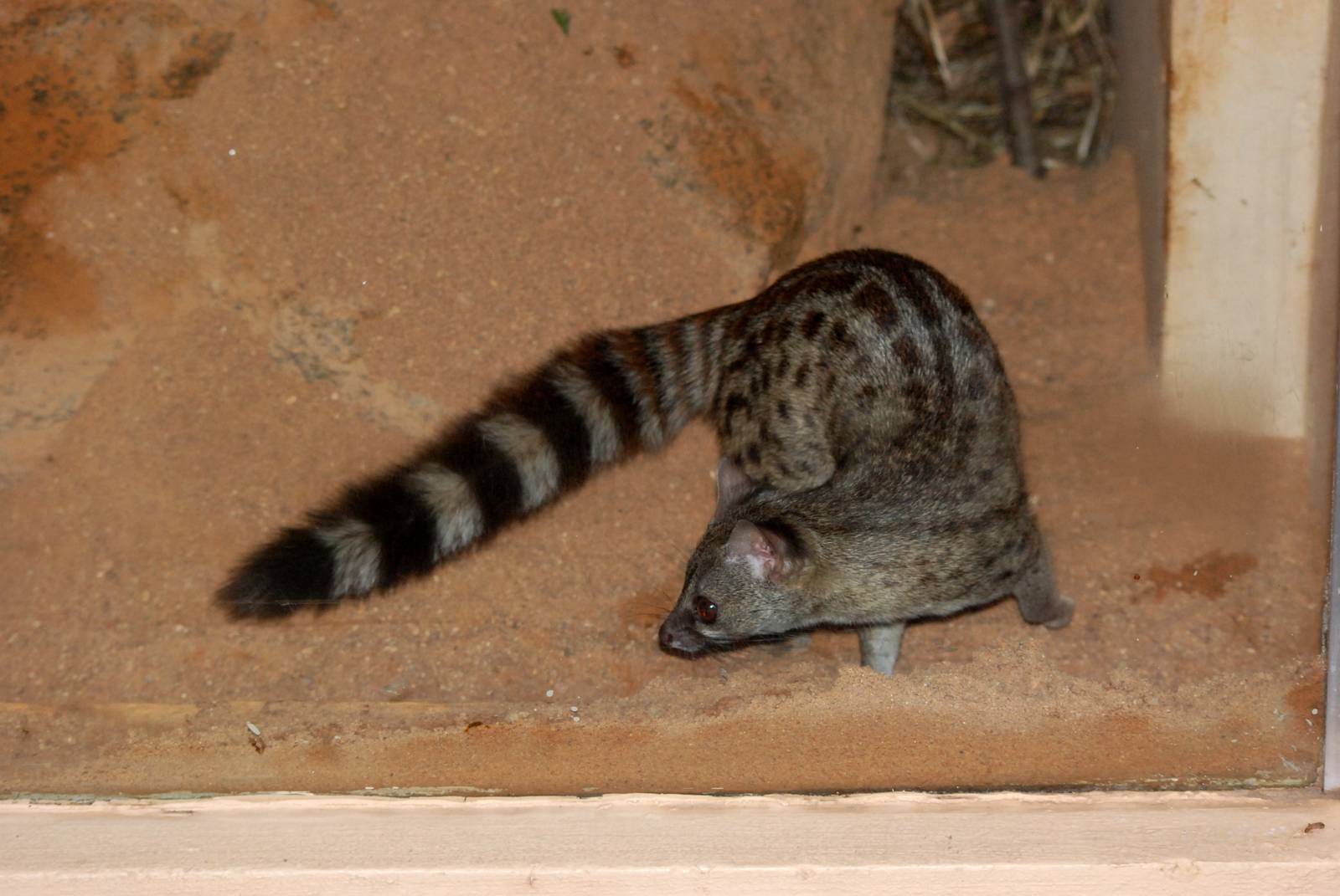 Hausa Genet at Pilsen, 31/08/12