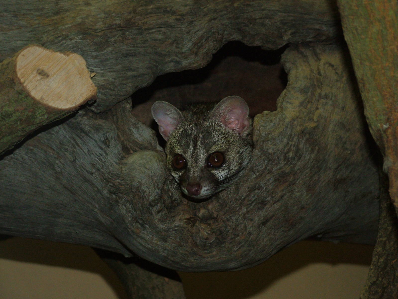 Hausa Genet at Plzen, 25/05/10