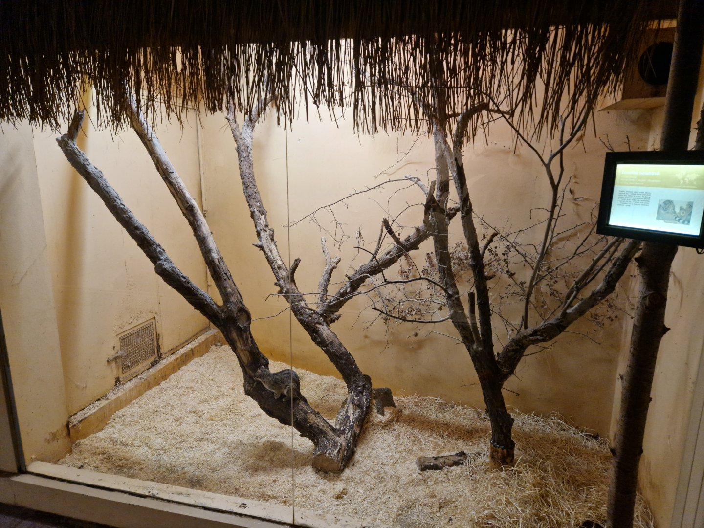 Hausa genet enclosure