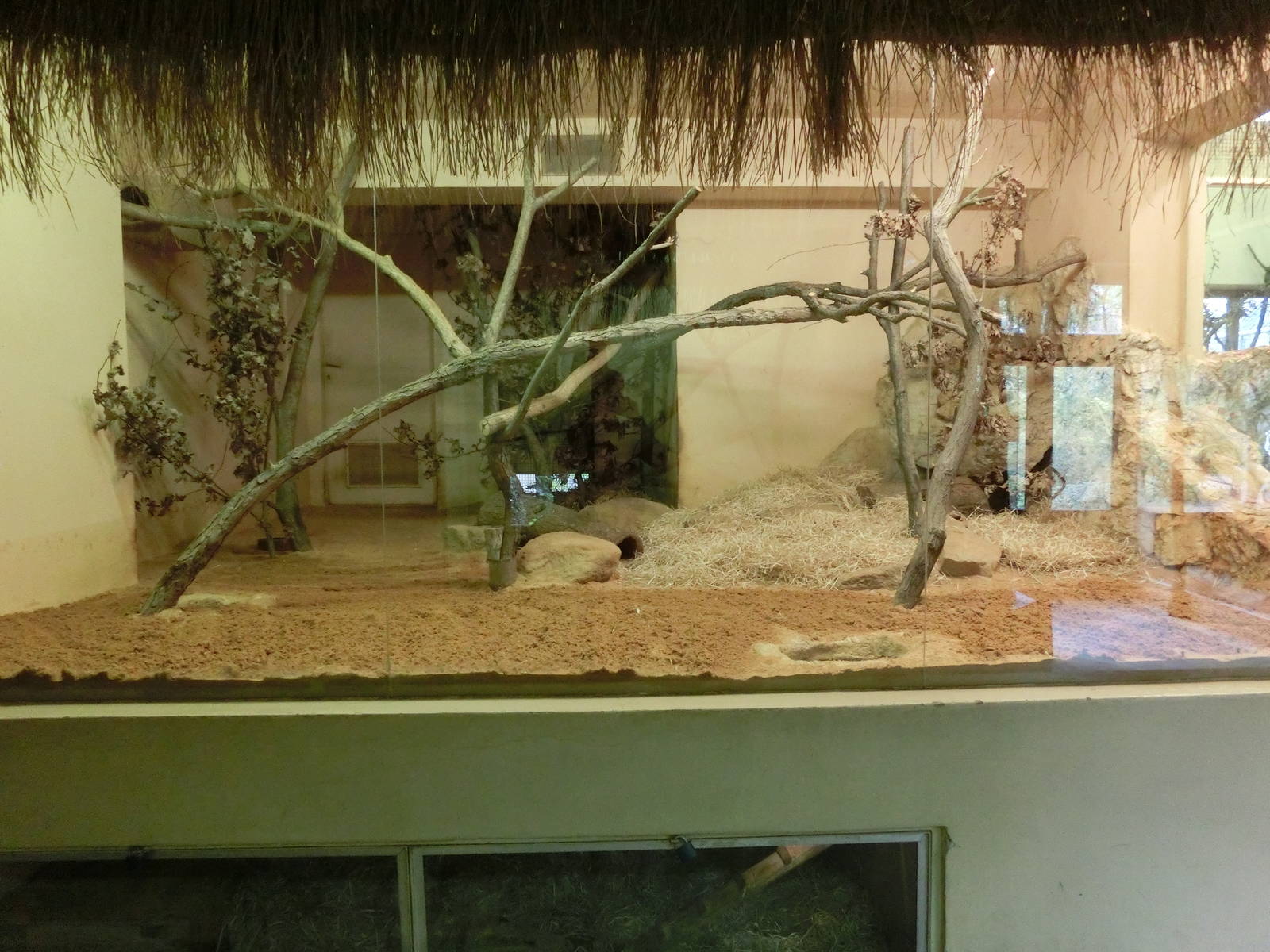 hausa genet exhibit - Zoo Plzen