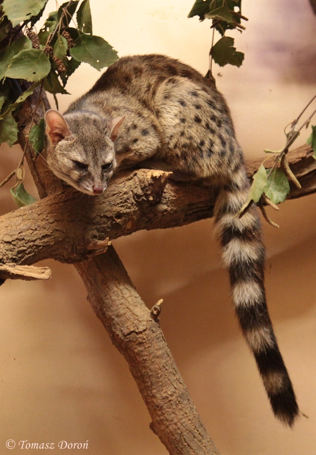 Hausa Genet (Genetta thierryi)