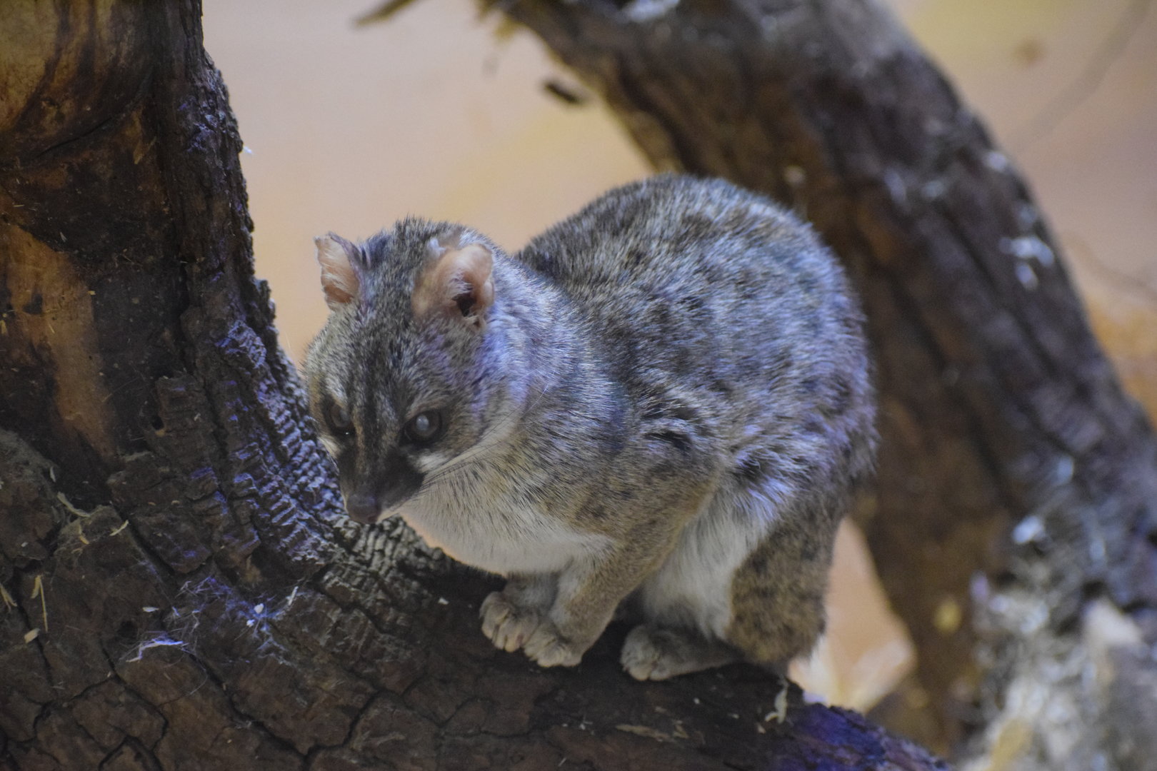 Hausa genet - October 2023