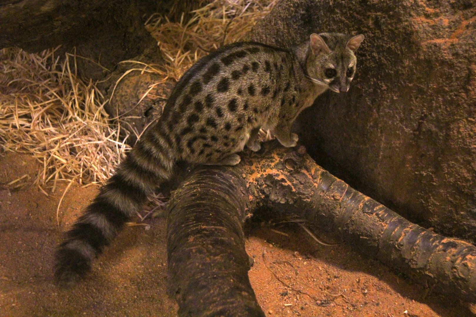 Haussa genet (Genetta thierryi)