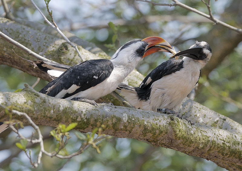 Have a locust my dear