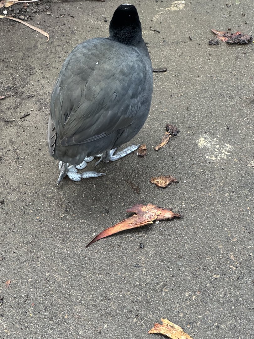 Have you seen Eurasian Coots feet?