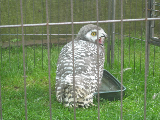 Haven Falconry Isle of Wight 2016
