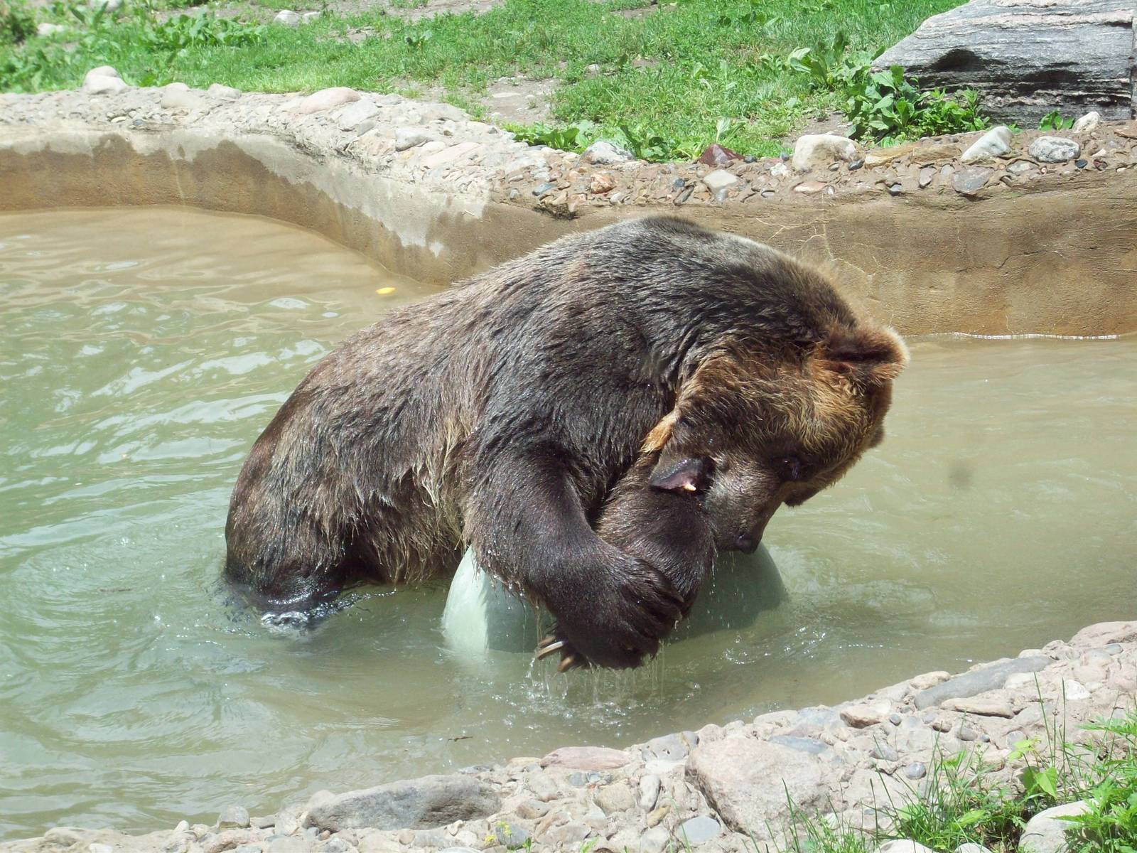 Having a ball! ...With his ball.