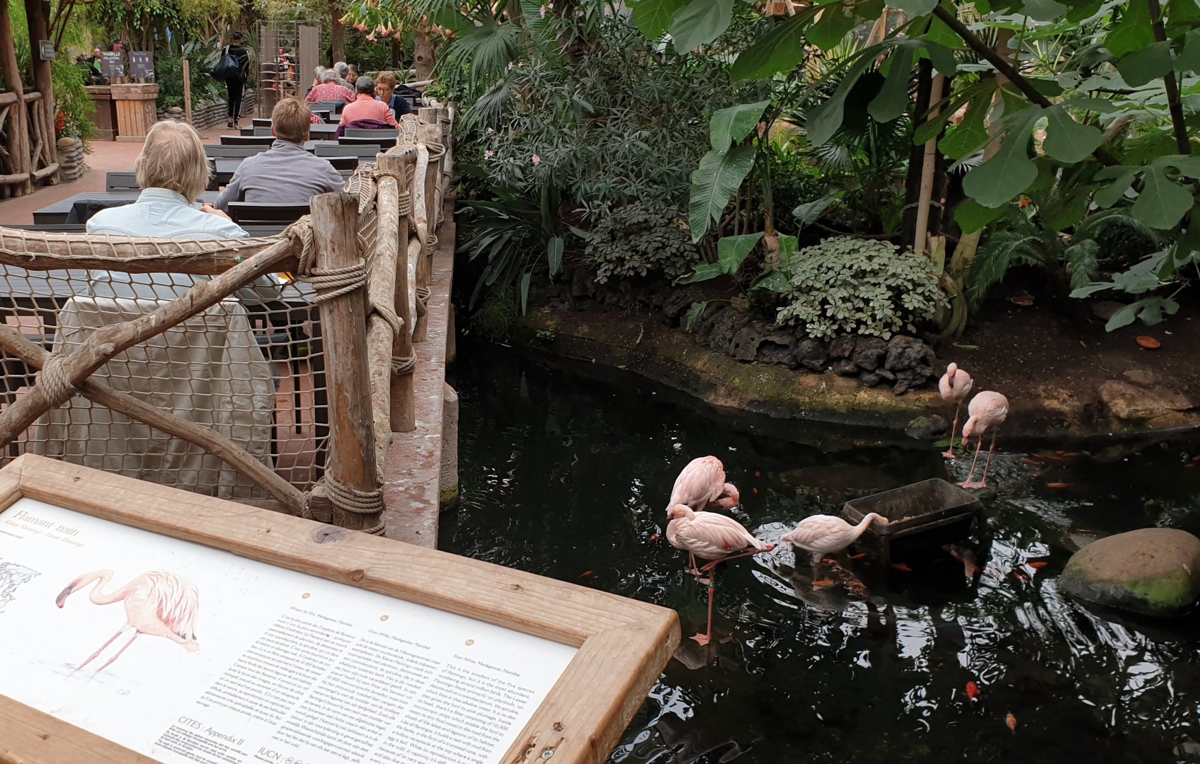 Having a break next to the Lesser flamingos