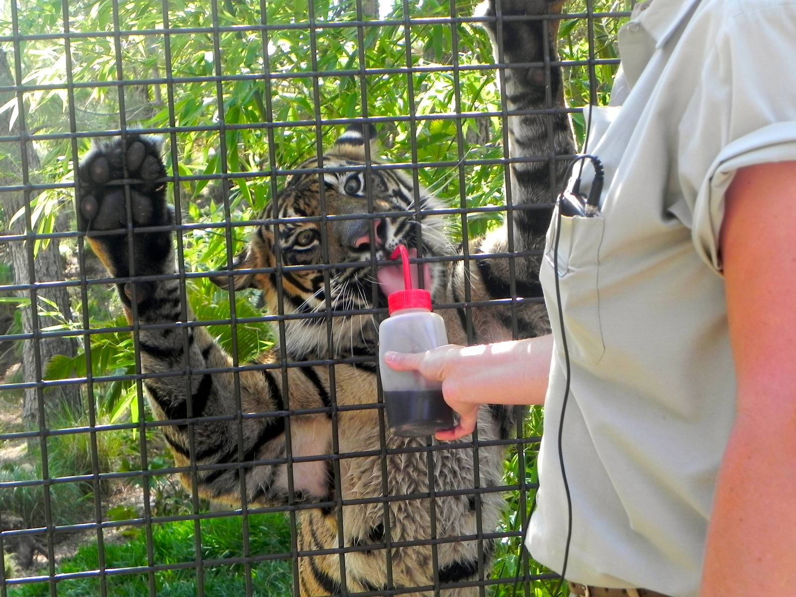Having a drink of blood at the Interaction Wall Tiger Trail