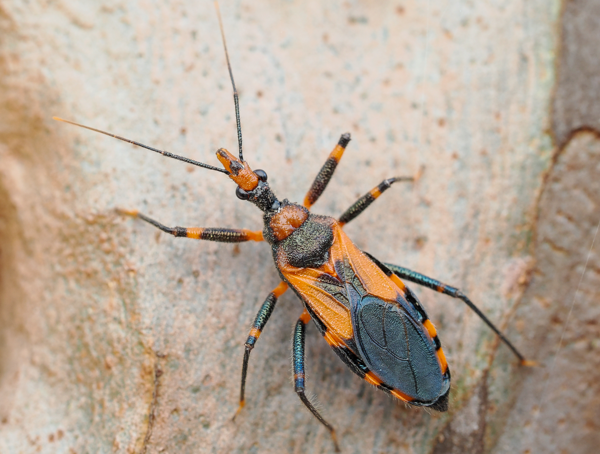 Havinthus rufovarius