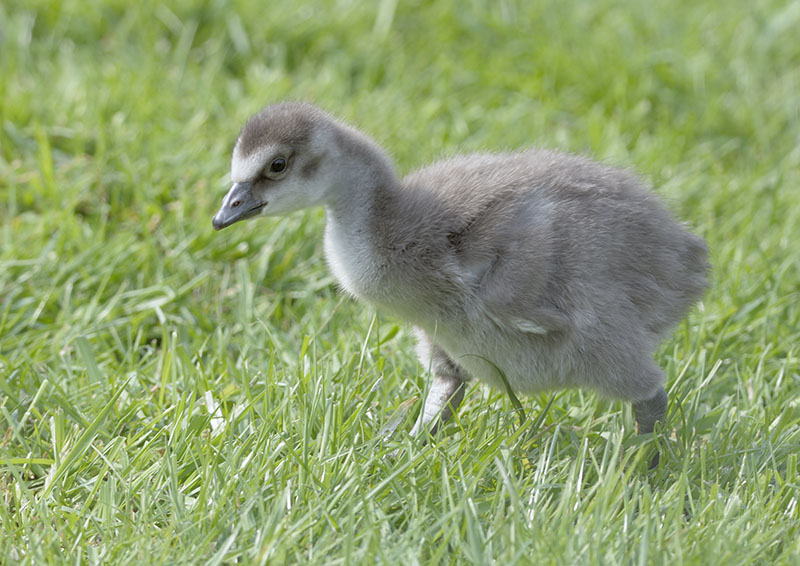 Hawaian gosling