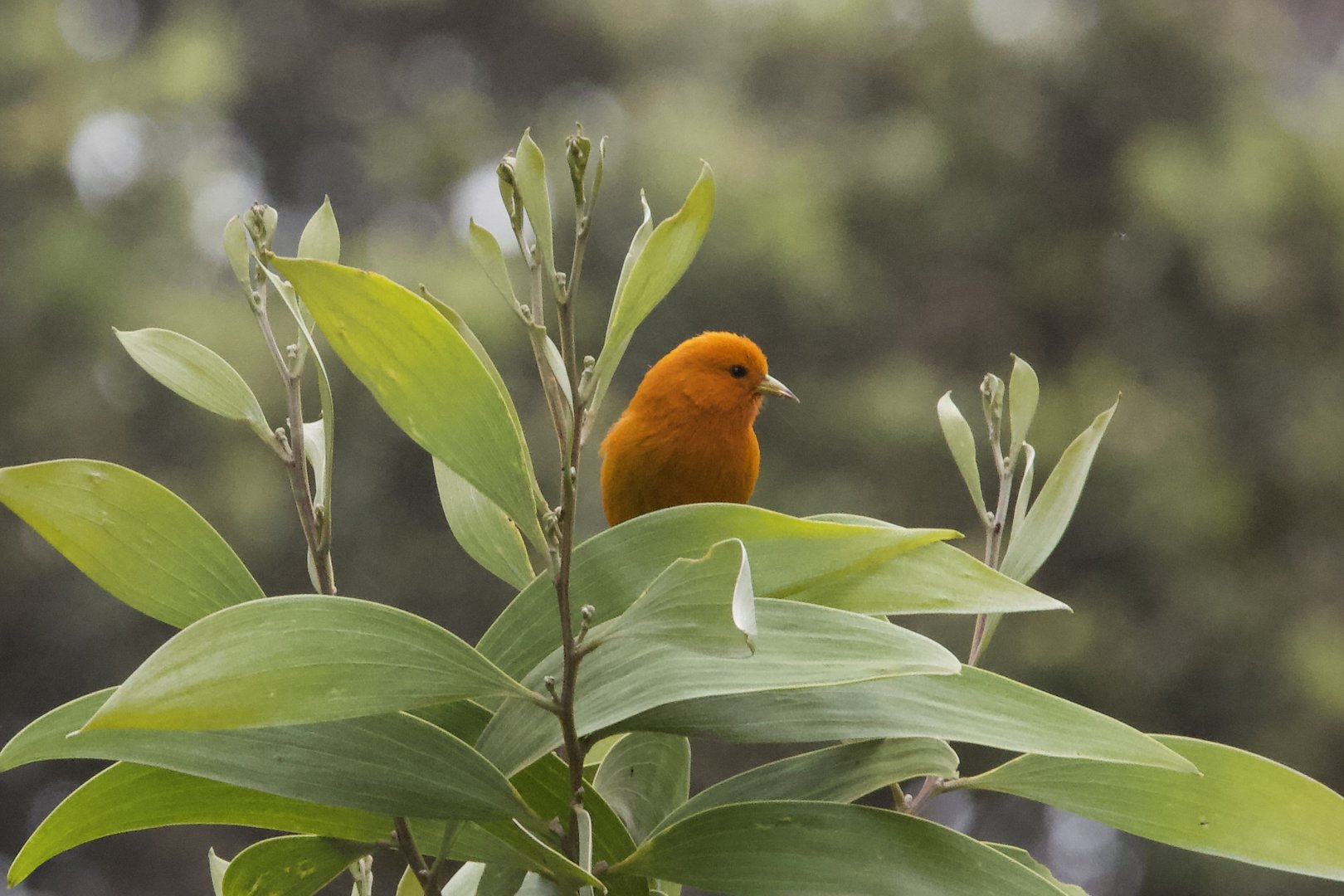 Hawaii Akepa/ Loxops coccineus