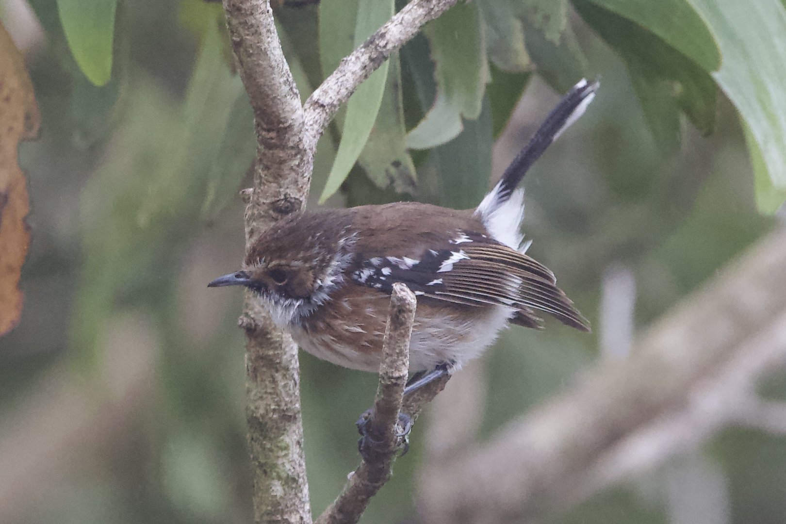 Hawaii Elepaio/ Chasiempis sandwichensis