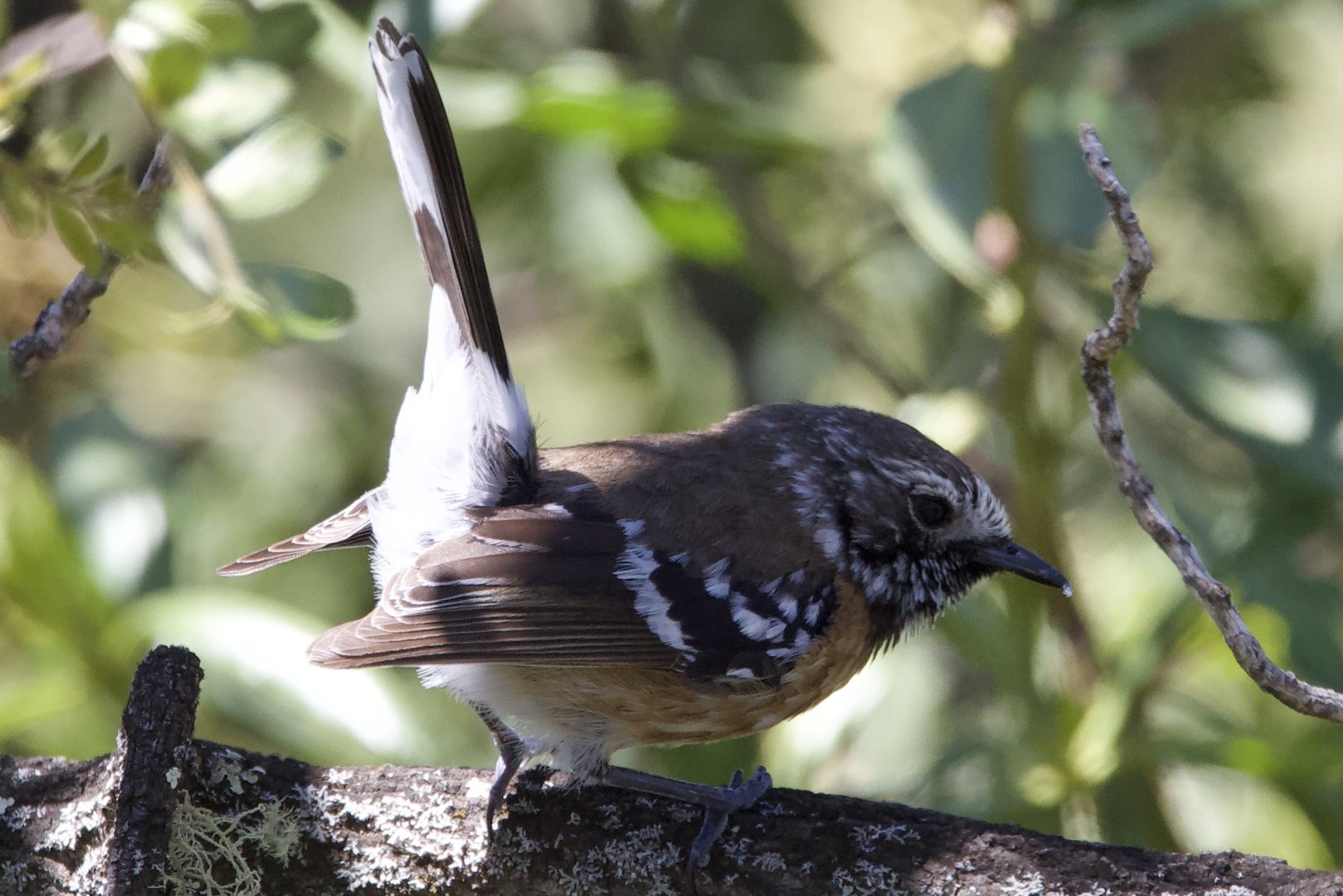 Hawaii Elepaio/ Chasiempis sandwichensis