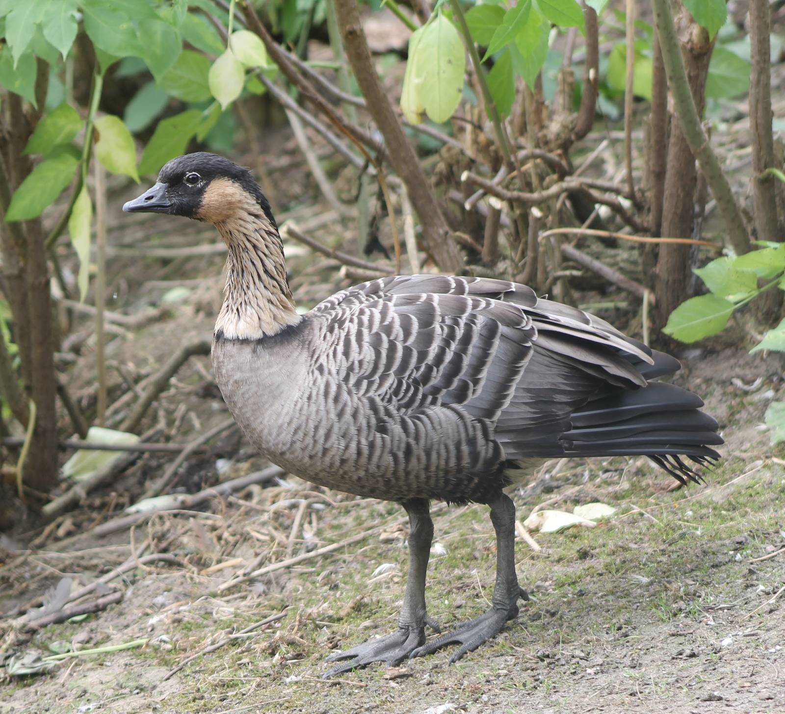 Hawaii goose