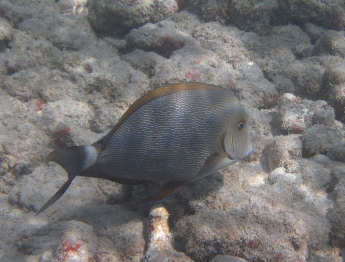 Hawaiian Blue-lined Surgeonfish (Acanthurus nigroris)