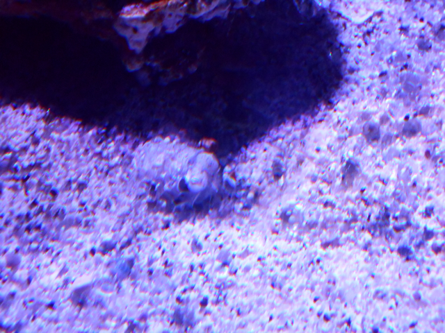 Hawaiian bobtail squid