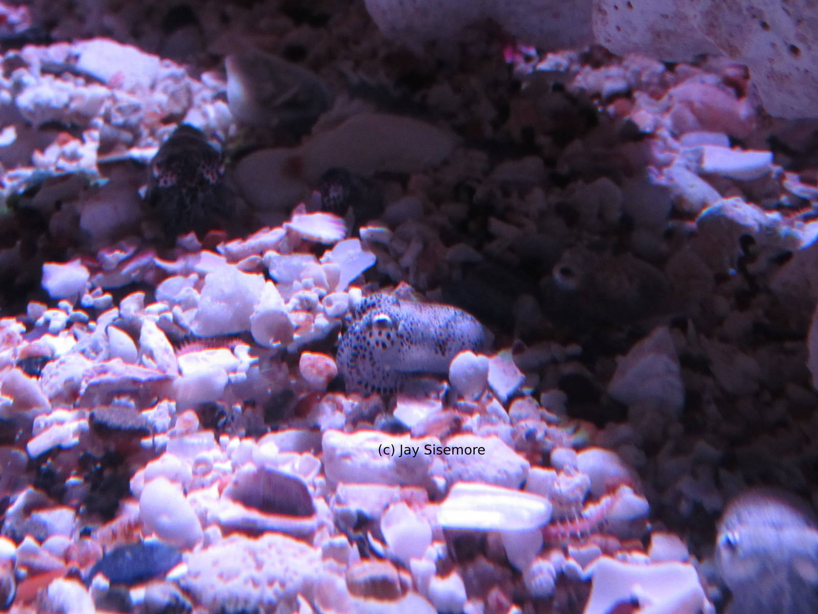 Hawaiian Bobtail Squid