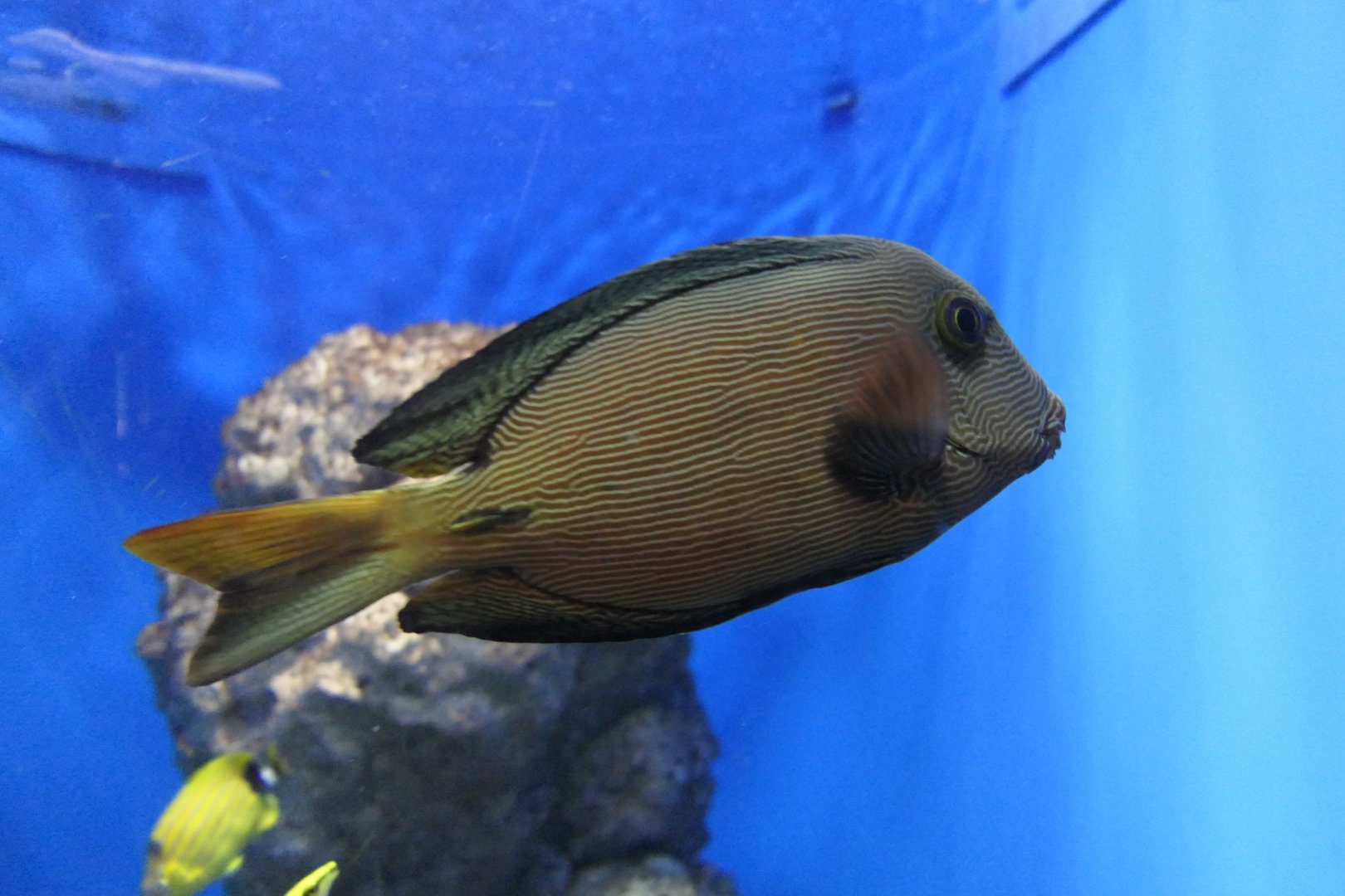 Hawaiian Bristletooth (Ctenochaetus hawaiiensis)