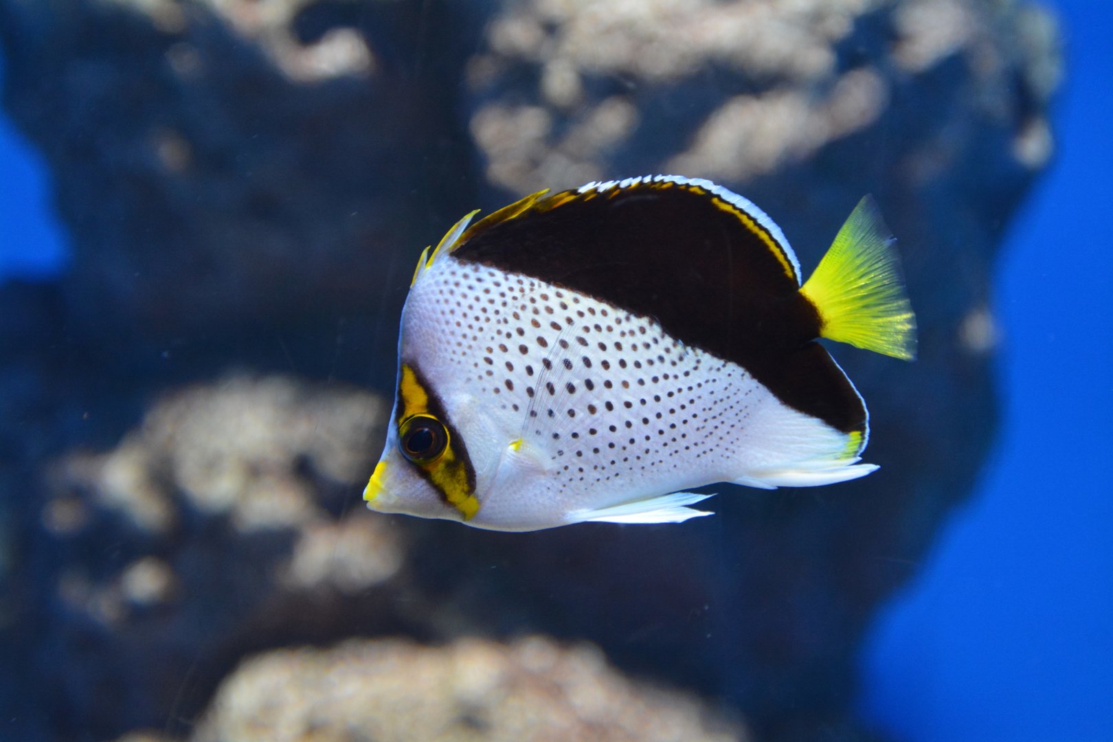 Hawaiian butterflyfish (Chaetodon tinkeri)