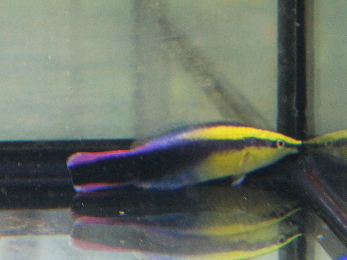 Hawaiian cleaner wrasse - Labroides phthirophagus