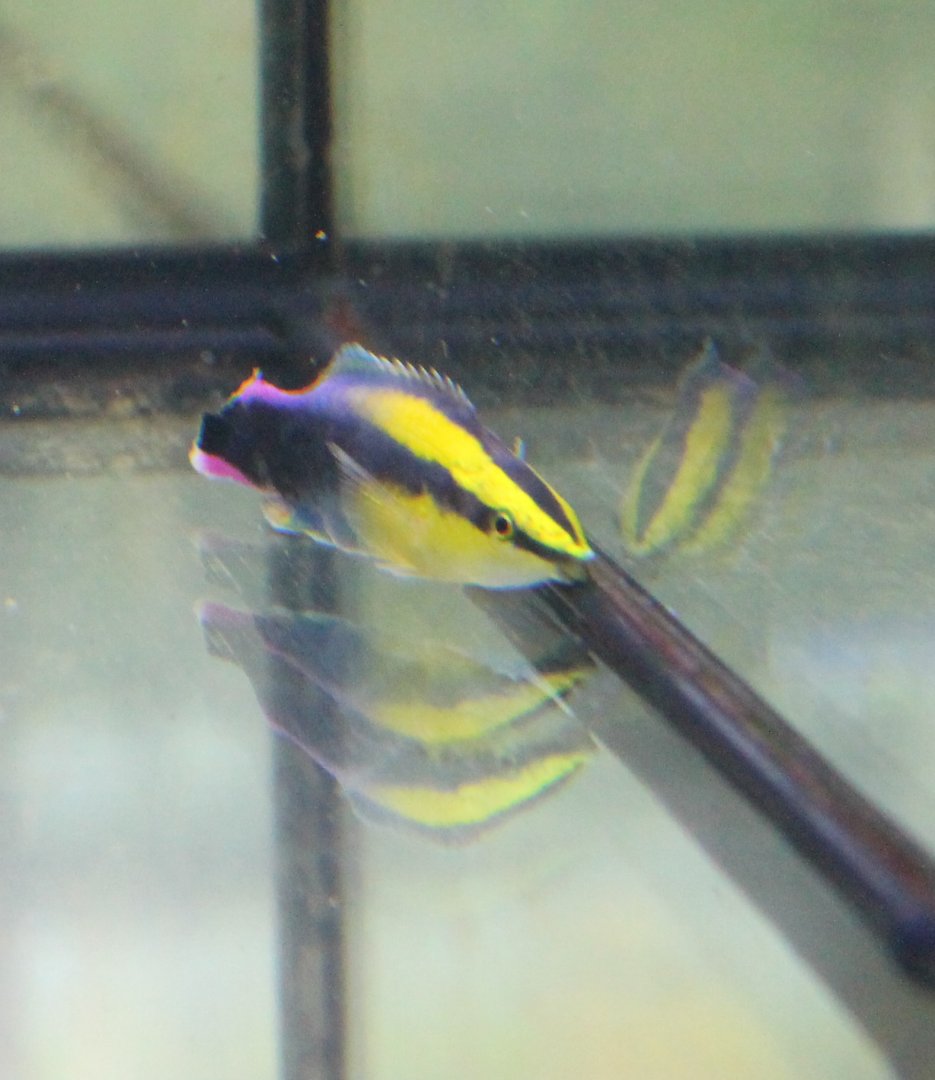 Hawaiian cleaner wrasse - Labroides phthirophagus