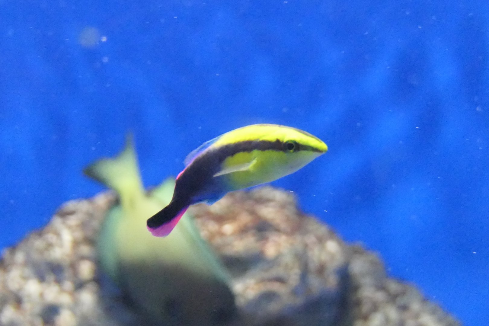 Hawaiian Cleaner Wrasse (Labroides phthirophagus)