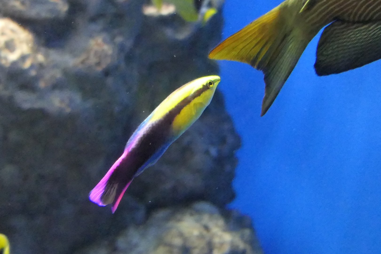 Hawaiian Cleaner Wrasse (Labroides phthirophagus)
