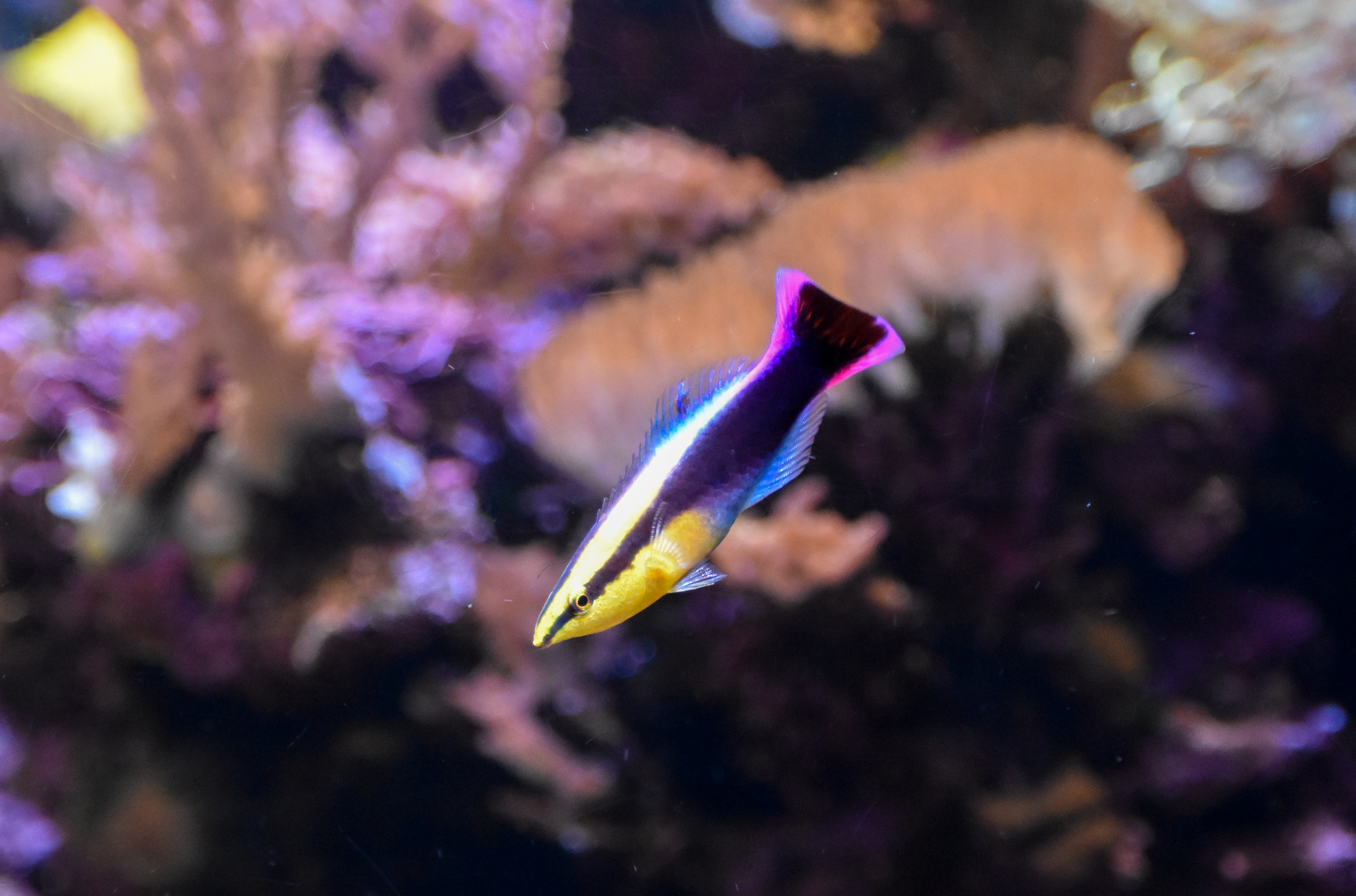 Hawaiian Cleaner Wrasse