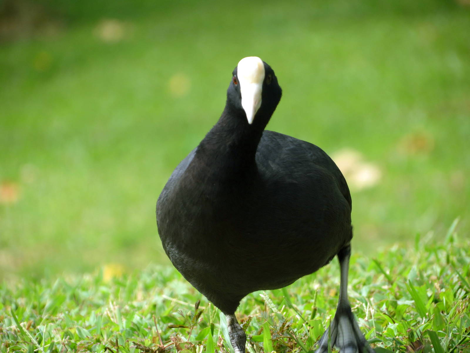 Hawaiian Coot