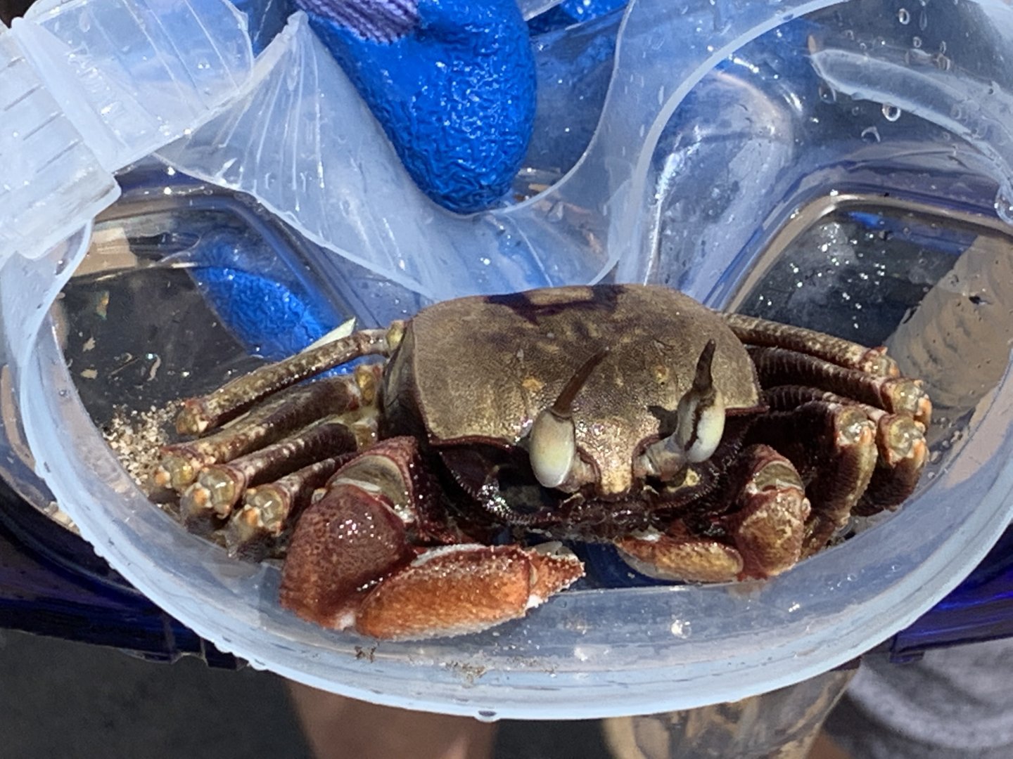 Hawaiian Crab Identification?