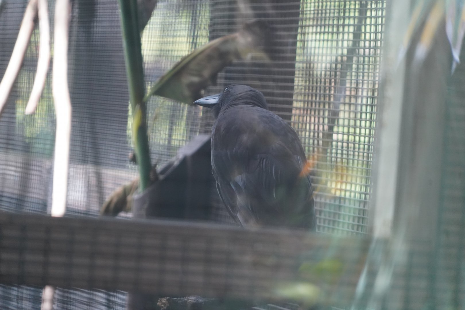 Hawaiian crow/ʻAlalā