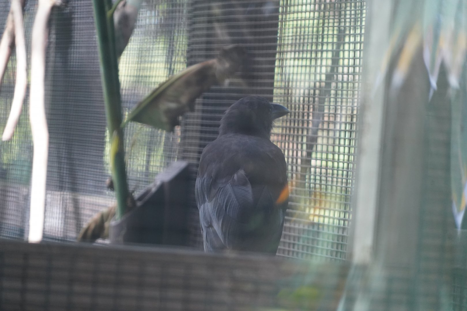 Hawaiian crow/ʻAlalā