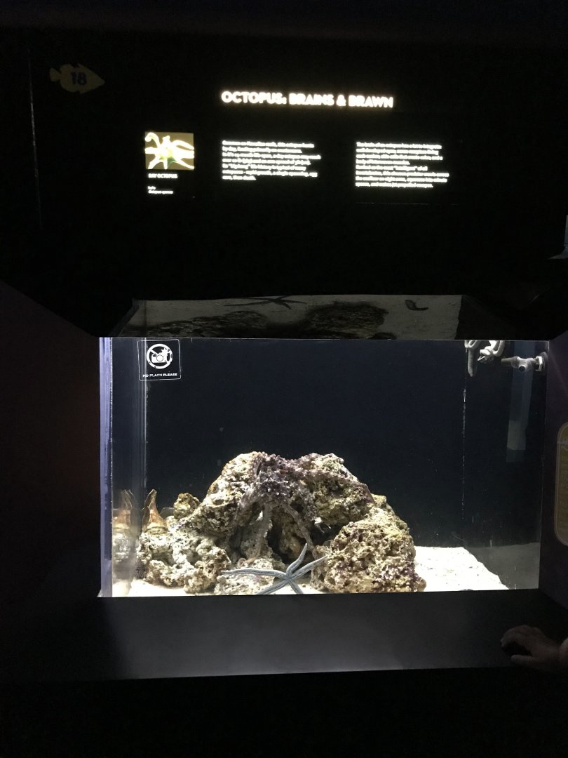 Hawaiian day octopus exhibit